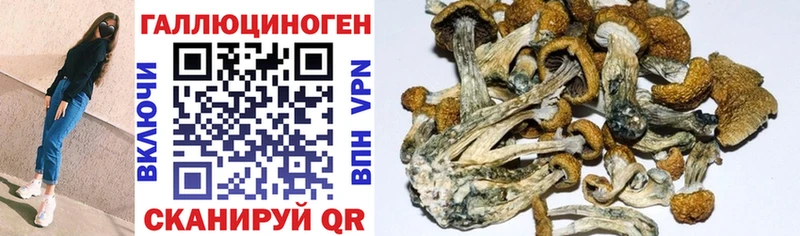 Псилоцибиновые грибы Psilocybine cubensis  где купить наркоту  Углич 
